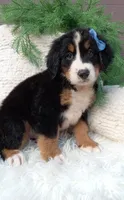 Champ , a male Bernese Mountain Dog for sale in Sugarcreek, OH – 1 of 4