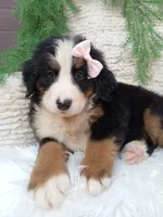Oakley , a female Bernese Mountain Dog for sale in Sugarcreek, OH – 2 of 4