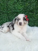 Marshall , a male Australian Shepherd for sale in Sugarcreek, OH – 4 of 4