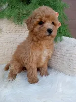 Ivy, a female Bichpoo for sale in Sugarcreek, OH – 3 of 4