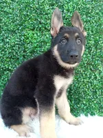 Max, a male German Shepherd Dog for sale in Sugarcreek, OH – 2 of 4