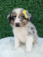 Rubble, a male Australian Shepherd for sale in Sugarcreek, OH – 2 of 4