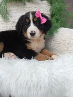Lilly, a female Bernese Mountain Dog for sale in Sugarcreek, OH – 3 of 4
