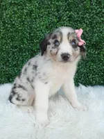 Bella, a female Australian Shepherd for sale in Sugarcreek, OH – 1 of 4