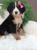 Lilly, a female Bernese Mountain Dog for sale in Sugarcreek, OH – 4 of 4