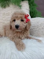 Champ , a male Bichpoo for sale in Sugarcreek, OH – 3 of 4
