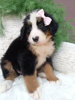 Oakley , a female Bernese Mountain Dog for sale in Sugarcreek, OH – 4 of 4