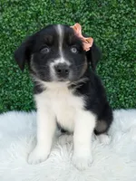 Skye , a female Australian Shepherd for sale in Sugarcreek, OH – 4 of 4