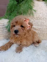 Ivy, a female Bichpoo for sale in Sugarcreek, OH – 2 of 4