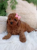 Izzy, a female Poodle - Miniature  for sale in Sugarcreek, OH – 2 of 4