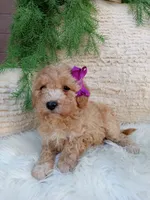 Violet , a female Bichpoo for sale in Sugarcreek, OH – 4 of 4