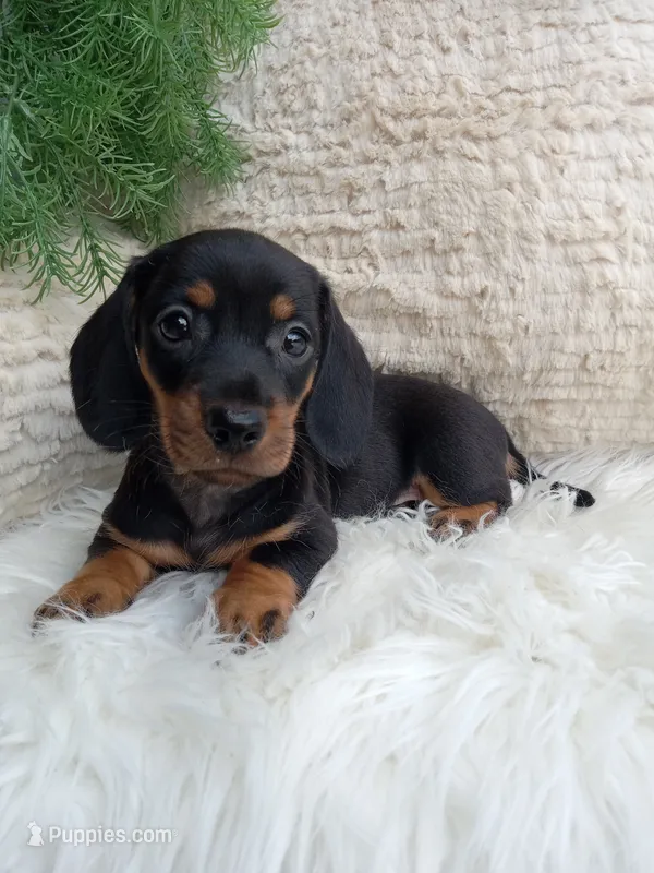 Rocky  – Dachshund puppy for sale in Sugarcreek, OH