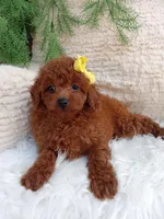 Lexi , a female Poodle - Miniature  for sale in Sugarcreek, OH – 4 of 4