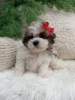 Teddy, a male Shichon for sale in Sugarcreek, OH – 4 of 4