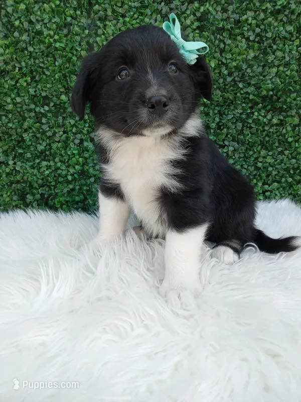 Teddy – Australian Shepherd puppy for sale in Sugarcreek, OH