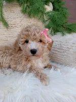Britney , a female Bichpoo for sale in Sugarcreek, OH – 3 of 4