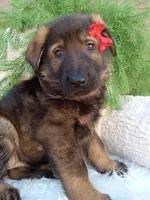 Jack, a male German Shepherd Dog for sale in Sugarcreek, OH – 2 of 4