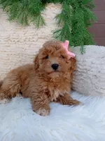Willow , a female Bichpoo for sale in Sugarcreek, OH – 3 of 4