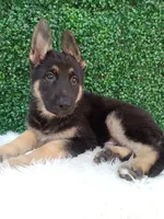 Max, a male German Shepherd Dog for sale in Sugarcreek, OH – 4 of 4