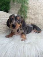 Mia, a male Dachshund for sale in Sugarcreek, OH – 2 of 4