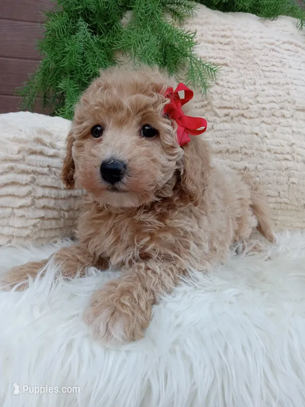 Champ  – Bichpoo puppy for sale in Sugarcreek, OH