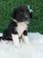 Teddy, a male Australian Shepherd for sale in Sugarcreek, OH – 3 of 4