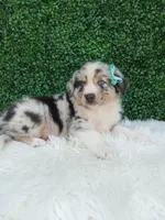 Charles, a male Australian Shepherd for sale in Sugarcreek, OH – 2 of 4