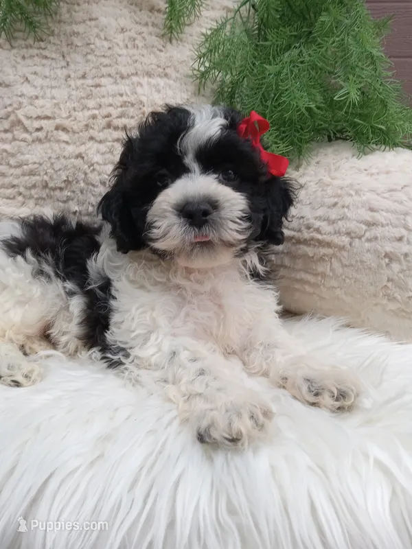 Jax – Shichon puppy for sale in Sugarcreek, OH
