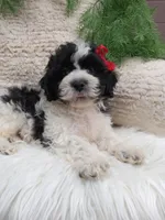 Jax, a male Shichon for sale in Sugarcreek, OH – 1 of 4
