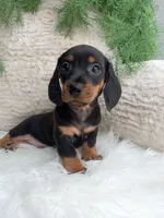 Rocky , a male Dachshund for sale in Sugarcreek, OH – 3 of 4