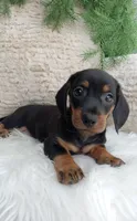 Rocky , a male Dachshund for sale in Sugarcreek, OH – 4 of 4