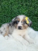Rubble, a male Australian Shepherd for sale in Sugarcreek, OH – 3 of 4