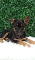  Bruno , a male German Shepherd Dog for sale in Sugarcreek, OH – 3 of 4