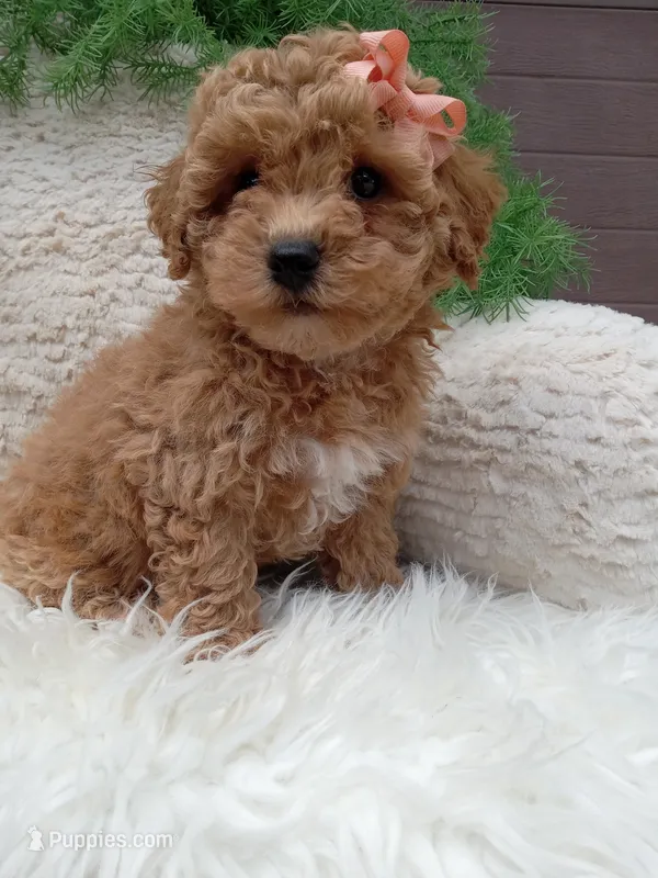 Willow  – Bichpoo puppy for sale in Sugarcreek, OH