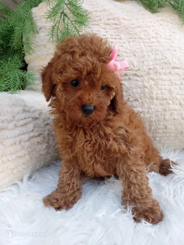 Izzy – Poodle - Miniature  puppy for sale in Sugarcreek, OH