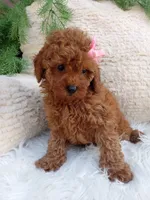 Izzy, a female Poodle - Miniature  for sale in Sugarcreek, OH – 1 of 4