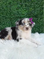 Flicka, a female Australian Shepherd for sale in Sugarcreek, OH – 3 of 4