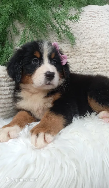 Molly  – Bernese Mountain Dog puppy for sale in Sugarcreek, OH