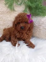 Tracy , a female Poodle - Miniature  for sale in Sugarcreek, OH – 3 of 4