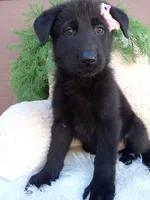Raven , a female German Shepherd Dog for sale in Sugarcreek, OH – 3 of 4