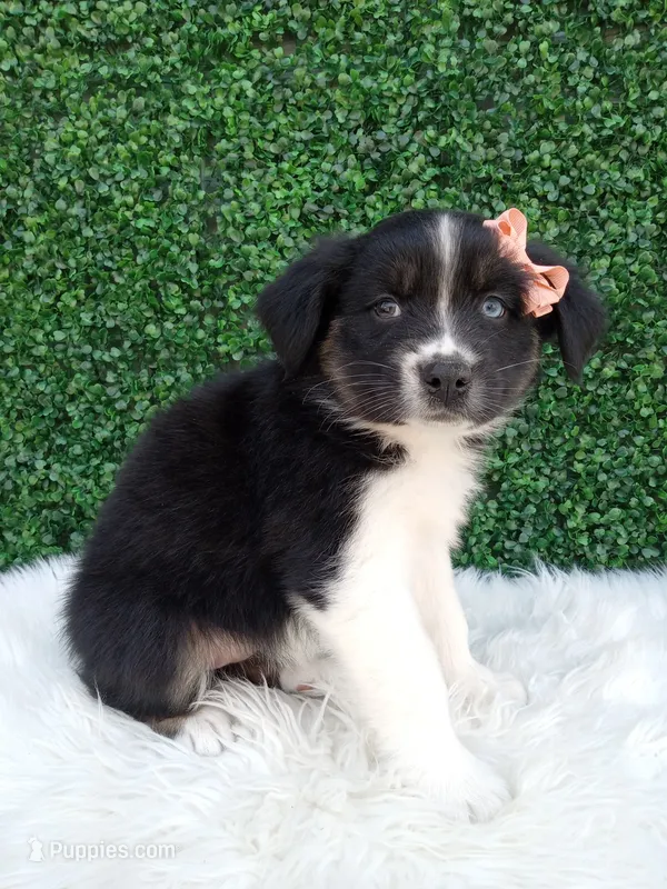 Skye  – Australian Shepherd puppy for sale in Sugarcreek, OH