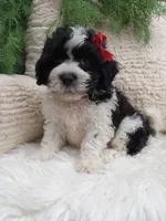 Jax, a male Shichon for sale in Sugarcreek, OH – 2 of 4