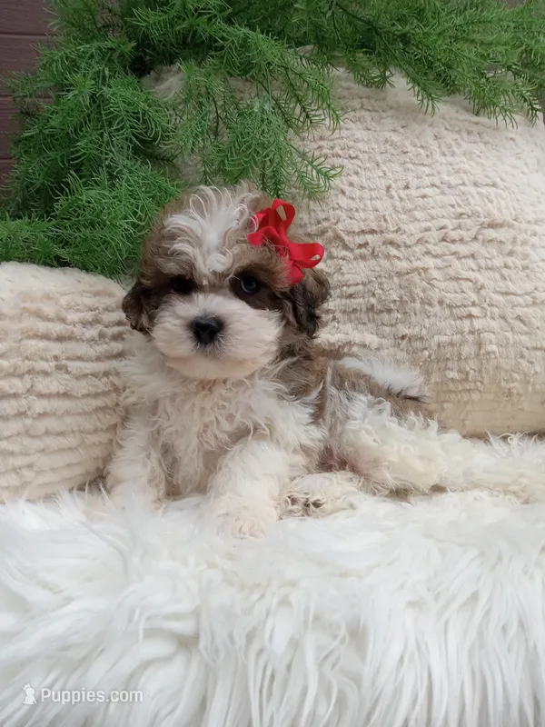 Teddy – Shichon puppy for sale in Sugarcreek, OH
