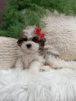 Teddy, a male Shichon for sale in Sugarcreek, OH – 1 of 4