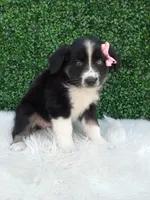 Bubbles , a female Australian Shepherd for sale in Sugarcreek, OH – 4 of 4