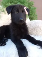 Raven , a female German Shepherd Dog for sale in Sugarcreek, OH – 4 of 4