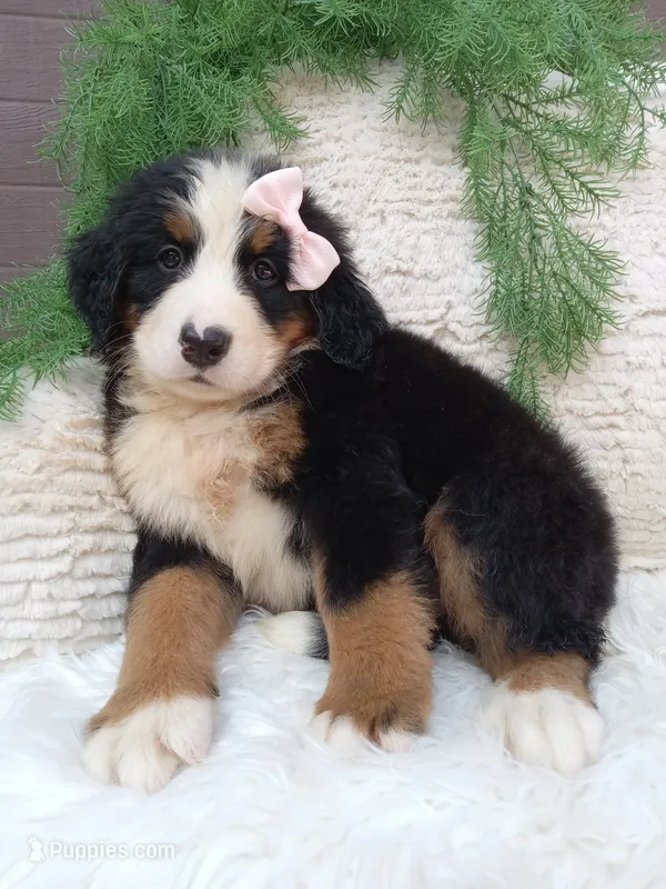 Oakley  – Bernese Mountain Dog puppy for sale in Sugarcreek, OH
