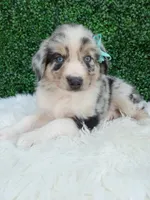 Charles, a male Australian Shepherd for sale in Sugarcreek, OH – 3 of 4