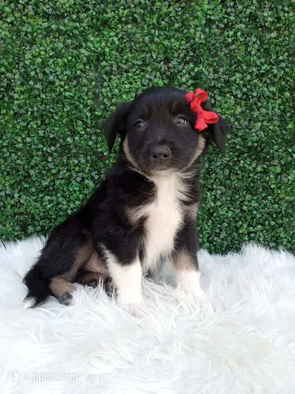 Jace – Australian Shepherd puppy for sale in Sugarcreek, OH