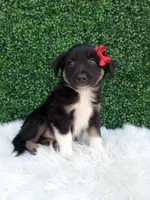 Jace, a male Australian Shepherd for sale in Sugarcreek, OH – 1 of 4